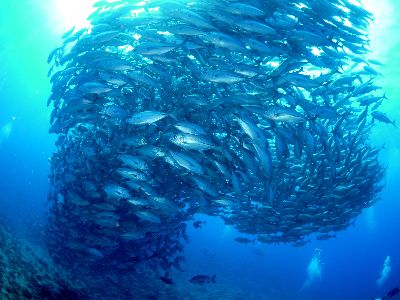 22/03/25　回遊魚天国の粟国遠征【那覇発・日帰り遠征】が始まりますよ～！！　沖縄本島
