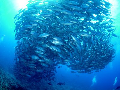 22/03/25　回遊魚天国の粟国遠征【那覇発・日帰り遠征】が始まりますよ～！！　沖縄本島