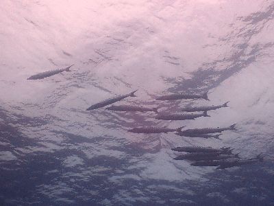 2205077.jpg