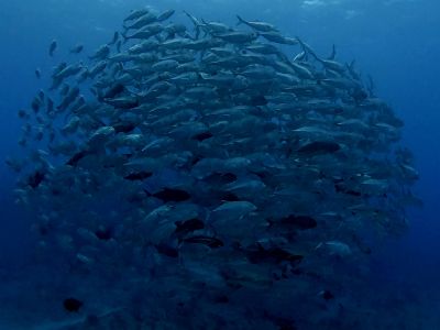 22/05/24　思いのほか海況良好！！空模様も！！　那覇シーサイドパーク、粟国