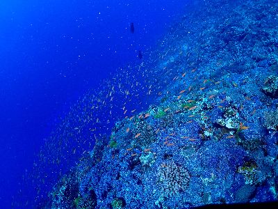 22/06/26　レアな生物に会えました！　渡名喜、慶良間