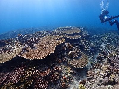 22/07/16　夏の3連休、スタートです！　チービシ諸島、万座