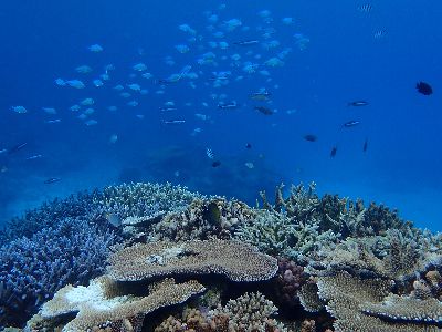 220717 coral.jpg