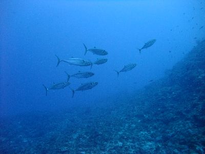 22/08/02　陸が暑すぎるので海へ行きましょうー！！　慶良間、那覇シーサイドパーク