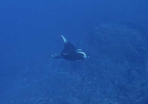 22/10/14　ついに降臨しました！　慶良間、チービシ諸島