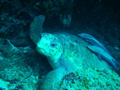 22/10/23　束の間の平和・・　慶良間、チービシ諸島