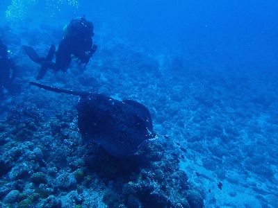 22/10/24　荒波に負けず、ギャンブルダイブ！　チービシ諸島