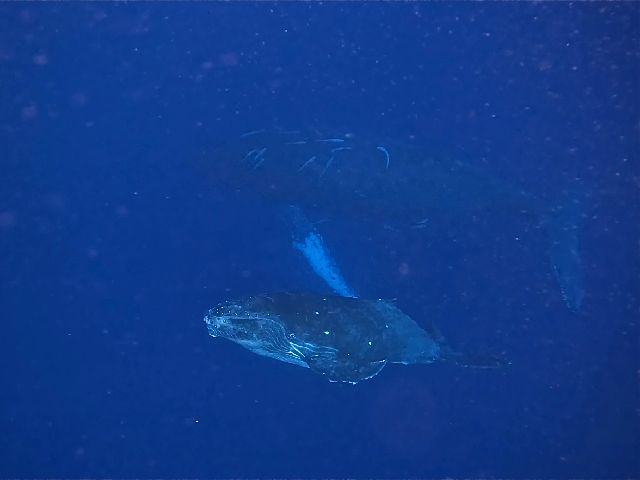 230201 whale.jpg