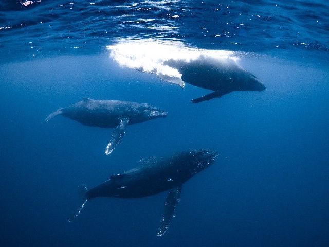 23/02/06　3頭がグルグル、そして親子！　ホエールスイム