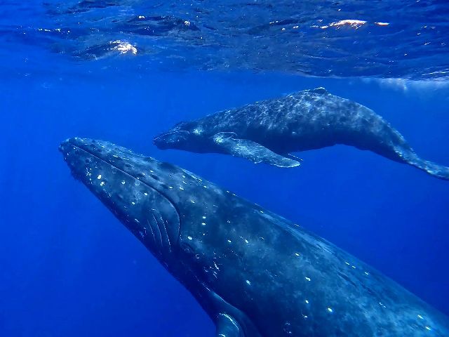 23/02/24　いいクジラに出会えました！　ホエールスイム