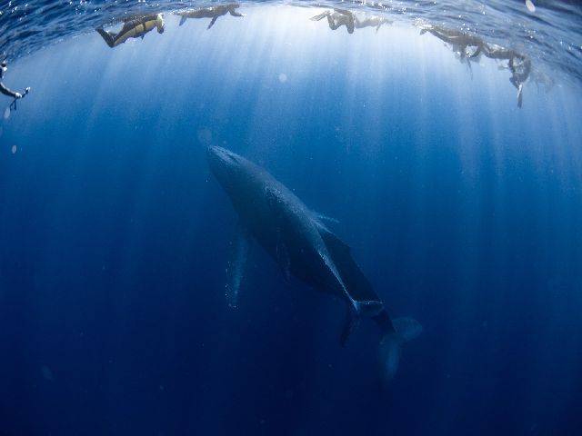 230301 whale.jpg