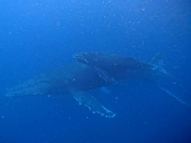 23/03/18　マクロからクジラまでいけるのが沖縄！　万座、沖縄本島
