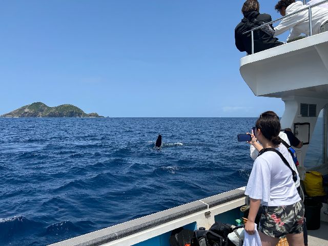 23/04/11　水中で会うクジラって夢がありますよね。　慶良間