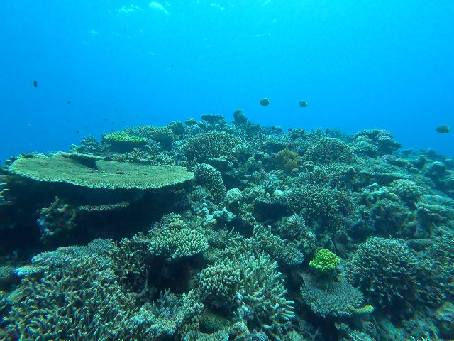 230503 coral.jpg