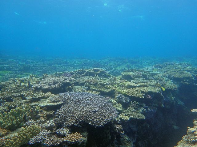 230506 coral.JPG
