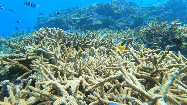 23/07/01　圧倒的な魚影！　慶良間、チービシ諸島