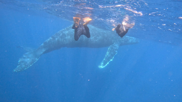 24/02/13　あー良かった！！　慶良間、沖縄本島ホエールスイム