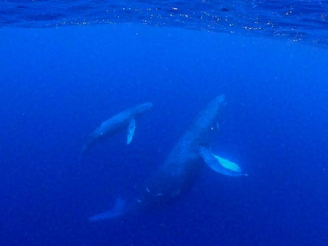 24/02/27　最高でした！　沖縄本島ホエールスイム、那覇シーサイドパーク、慶良間