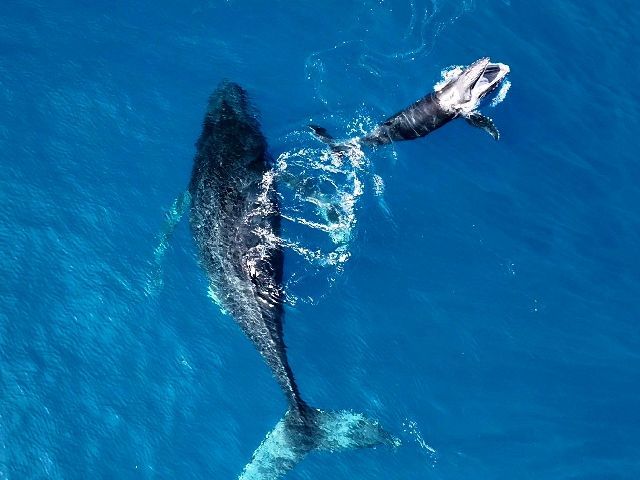 24/03/14　沖縄本島ホエールスイムもあと6日間　沖縄本島