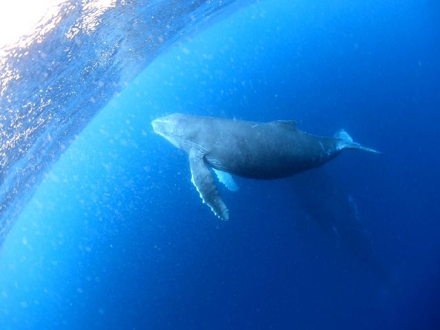 24/03/17　ホエールスイムもあと数日。そして旬はトライアングルへ！　沖縄本島