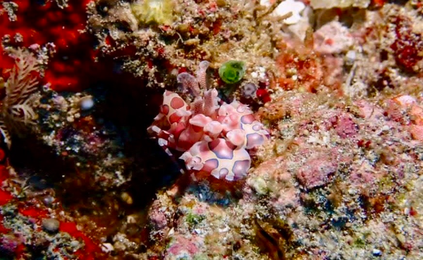 24/03/28　寒さの峠は越えました！　慶良間、チービシ諸島