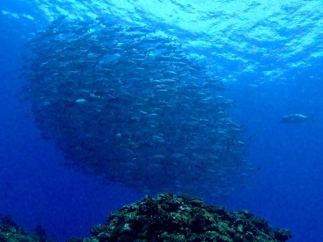 24/05/03　GWは色々あるものです。　粟国、慶良間