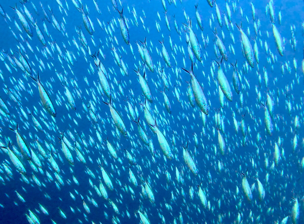 24/05/15　光のシャワーを浴びてきました！　慶良間、チービシ諸島