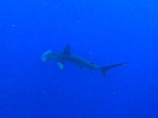 24/06/27　水温も安定して夏になってきました！　慶良間、チービシ、那覇シーサイドパーク