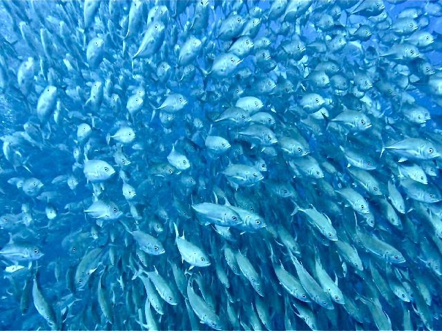 24/07/10　まだまだいましたー！！　粟国