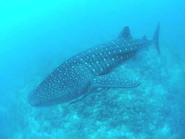 24/07/12　2025タイ・スミランクルーズ！！　沖縄本島