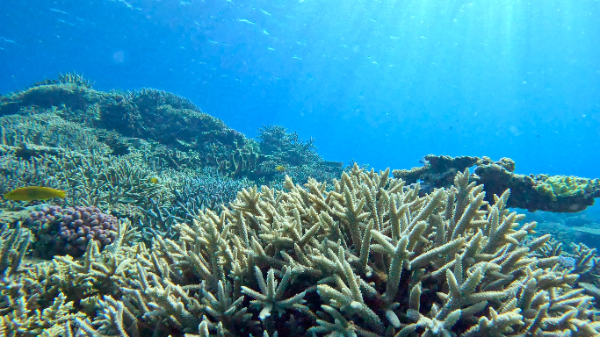 240715 coral.png