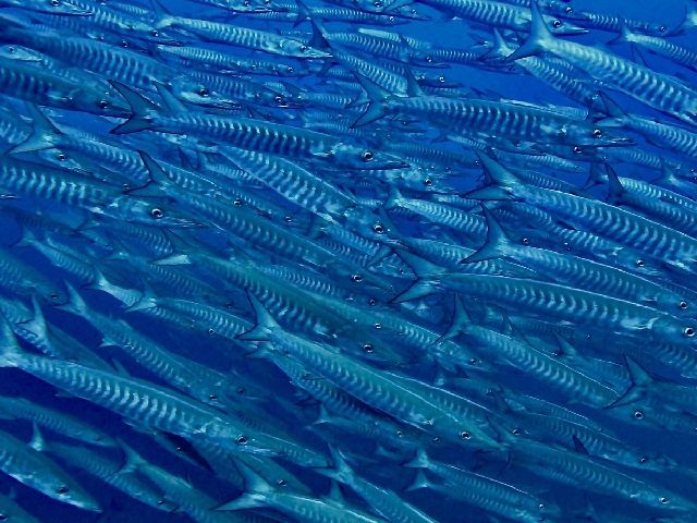 24/07/18　海の中が癒されます　沖縄本島、万座