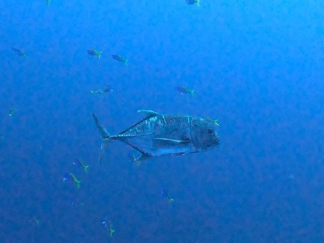 24/12/06　明日から大荒れですね。。。慶良間