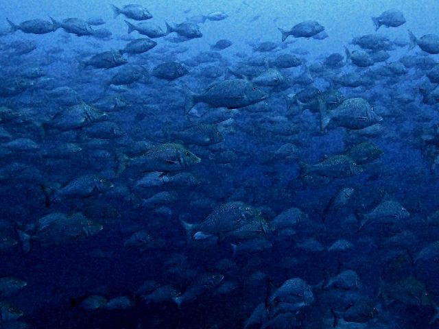 沖縄本島最強ポイント「トライアングル」へ挑戦！2025年~春の陣~※日程追加しました！