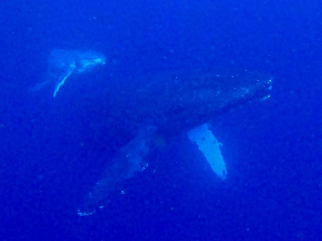 25/01/22　今のところ練習「は」好調です笑　沖縄本島、慶良間