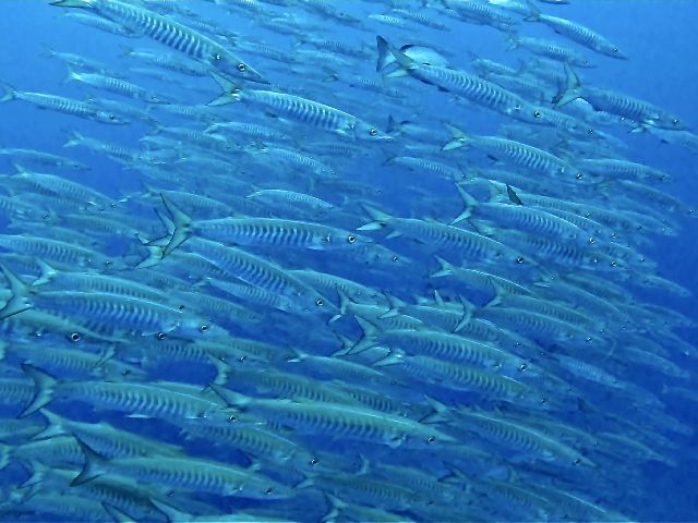 25/03/29　春ですが・・・4月2日までは寒そうです。　沖縄本島