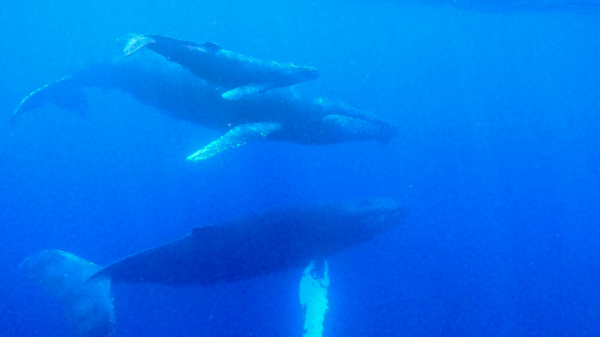 25/03/02　連敗、脱出しました。ホエールスイム 沖縄本島、チービシ諸島