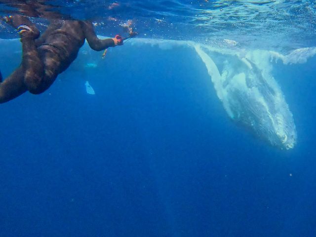 25/03/10　穏やかな海が戻ってきています！　慶良間、沖縄本島ホエールスイム
