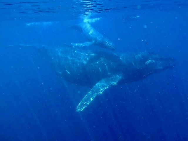 25/03/11　あれから14年。　沖縄本島ホエールスイム