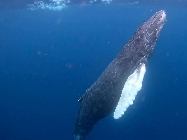 25/03/15　荒れる前に・・・　沖縄本島ホエールスイム
