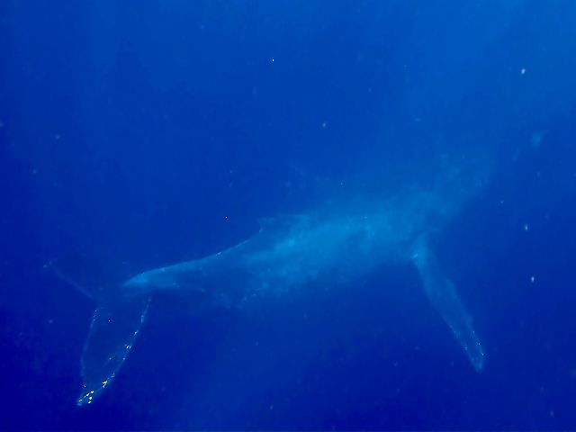 25/03/20　2025ラスト・ホエールスイム　沖縄本島