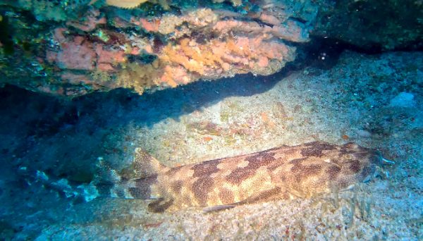 25/03/27　今が旬の魚たちに会ってきました。　慶良間