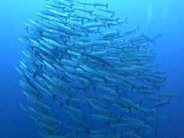 25/04/12　春の・・・　沖縄本島トライアングル