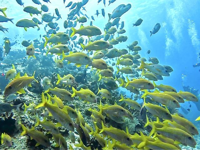 25/04/19　穏やかで天気が良く、透明度も良好　慶良間