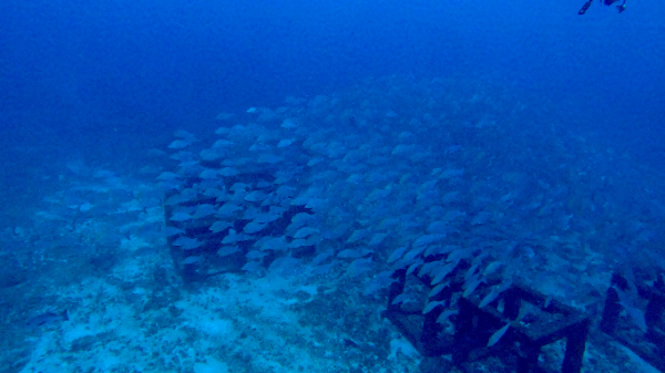 250508 taman.png