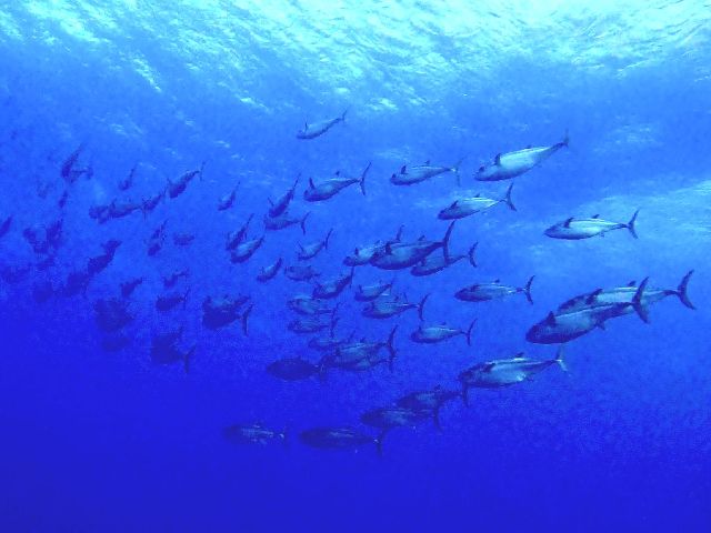 25/06/13　初夏のマグロ感謝際　粟国、チービシ