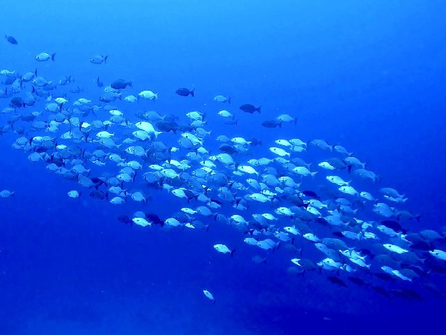 25/06/14　メニュー盛沢山の１日でした！　慶良間、那覇シーサイドパーク