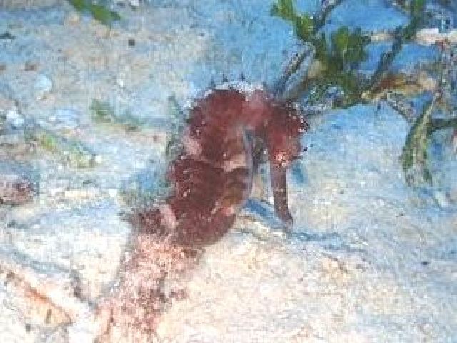 25/06/29　たまには小物も　万座