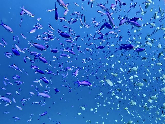 25/08/01　8月スタート！！　慶良間