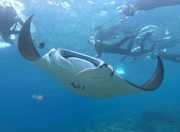 250817 manta.png